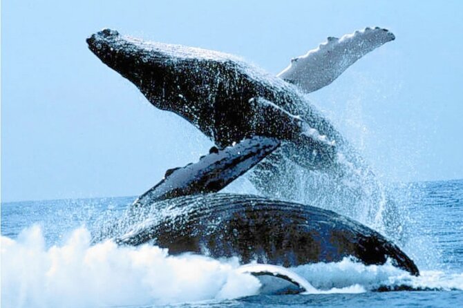 3 Best Full-Day Tours In Samana