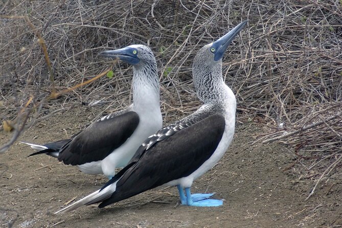 Full Day Tour, Isla Salango Snorkel, Seabirds (Departure From Guayaquil) - Good To Know