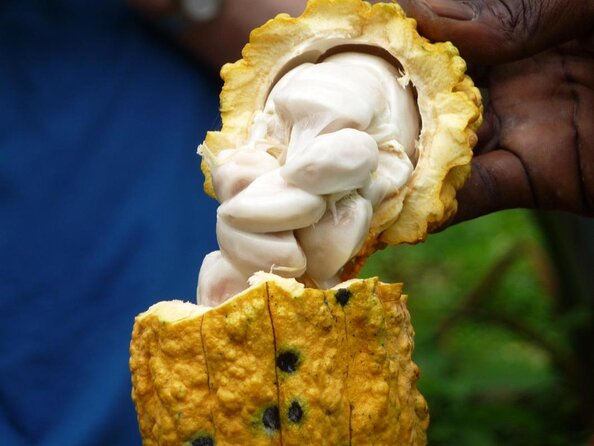 Full Day Tour - Popular Sites Grenada, Belmont Estate, Rain Forest and More