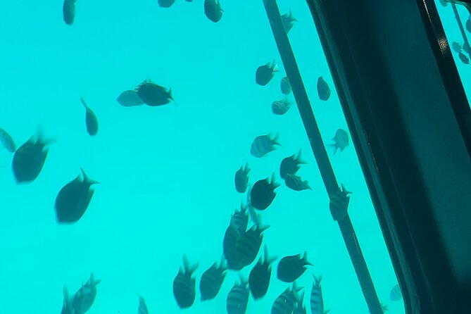 Full Day Tour to the Red Sea From Cairo - Tour Highlights