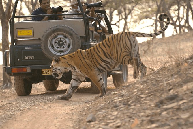 Full Day Trip to Ranthambore Tiger Reserve From Jaipur - Good To Know