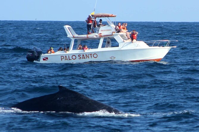 Full-Day Whale Watching Tour in Samana Bay From Uvero Alto - Good To Know