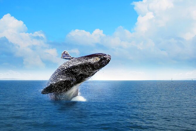 Full-Day Whale Watching Tour in Samana Bay From Uvero Alto - Good To Know