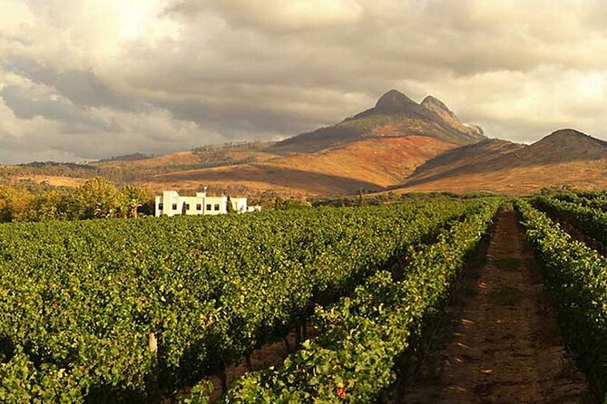 Full Day Wine Tasting Tour in Stellenbosch, Franschhoek and Paarl