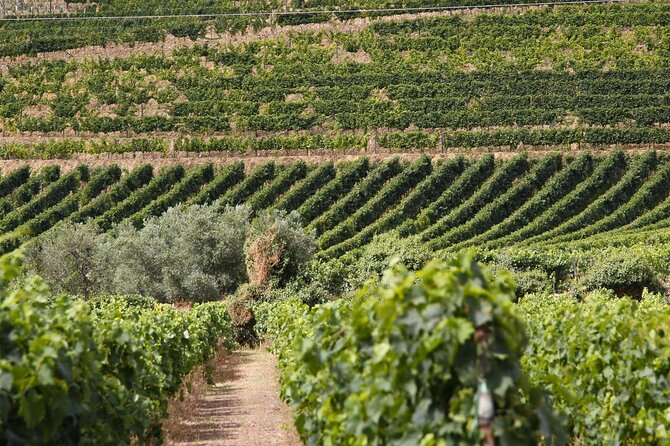 Full Day Wine Tour and River Cruise at Douro Valley - Good To Know