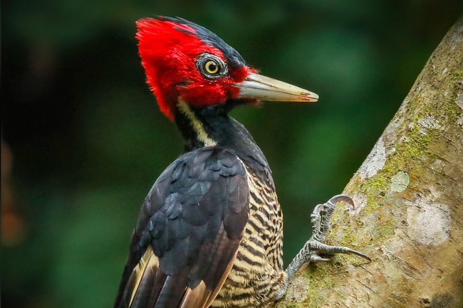 Full Morning Birdwatching Tour (Private Service)