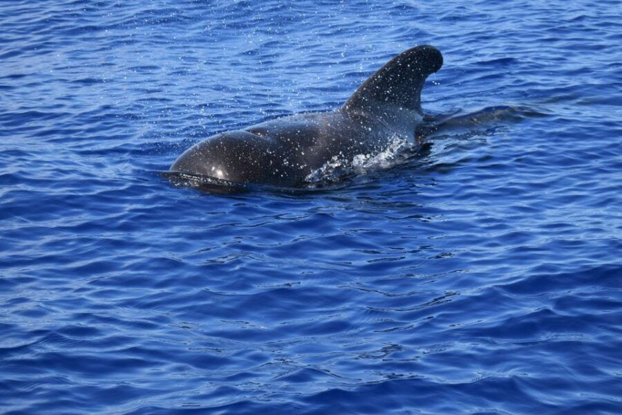 Funchal: Private Catamaran Tour With Dolphin Watching - Good To Know