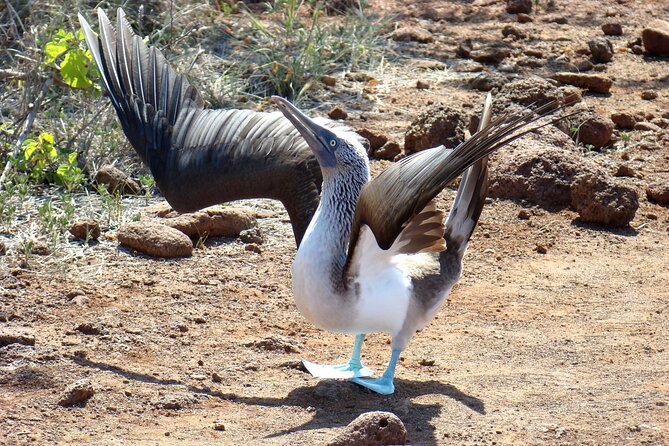 Galapagos Enchanting 3 Islands (5 Days)