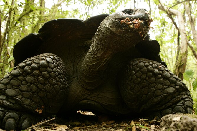 Galapagos Intensive 5 Days, Land Base (3islands) Excludes Galapagos Flight - Good To Know