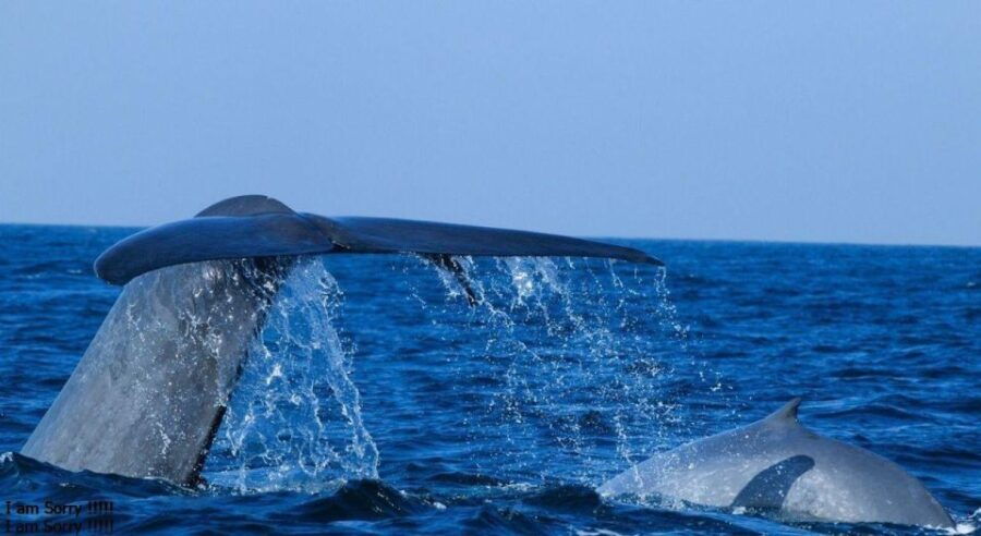 Galle: Mirissa Majesty: Exclusive Whales & Dolphins Cruise - Good To Know