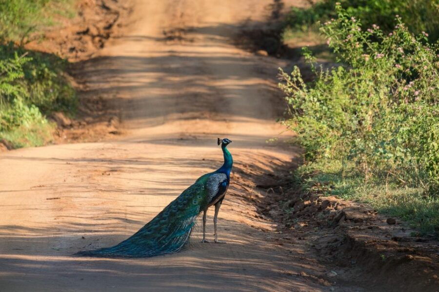 Galle (Unawatuna) To Udawalawe National Park Safari Tour - Good To Know