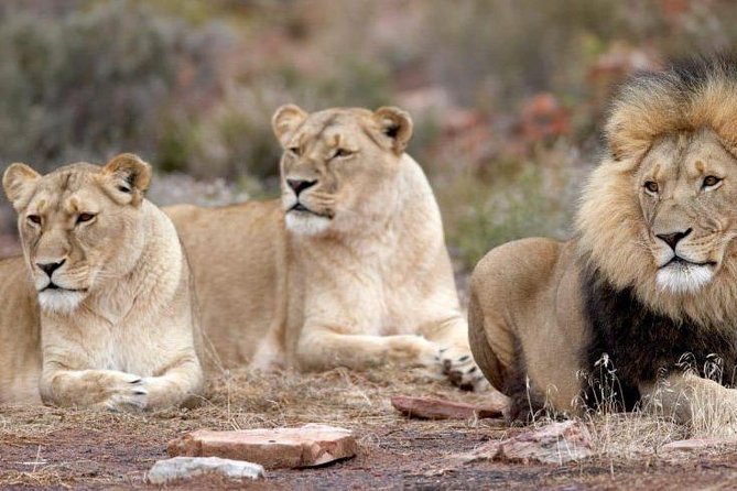 Game Drive Day Tour - Good To Know