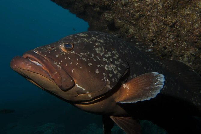 Garajau Statue of the Christ-King Private Tuk-Tuk Tour - Pricing and Availability