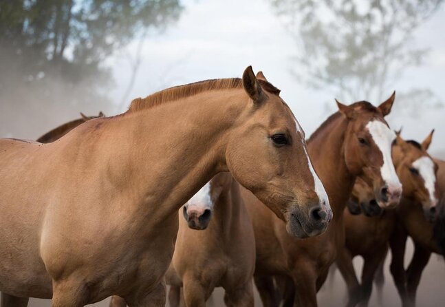 Gaucho Day Trip From Buenos Aires: Don Silvano Ranch - Tour Highlights