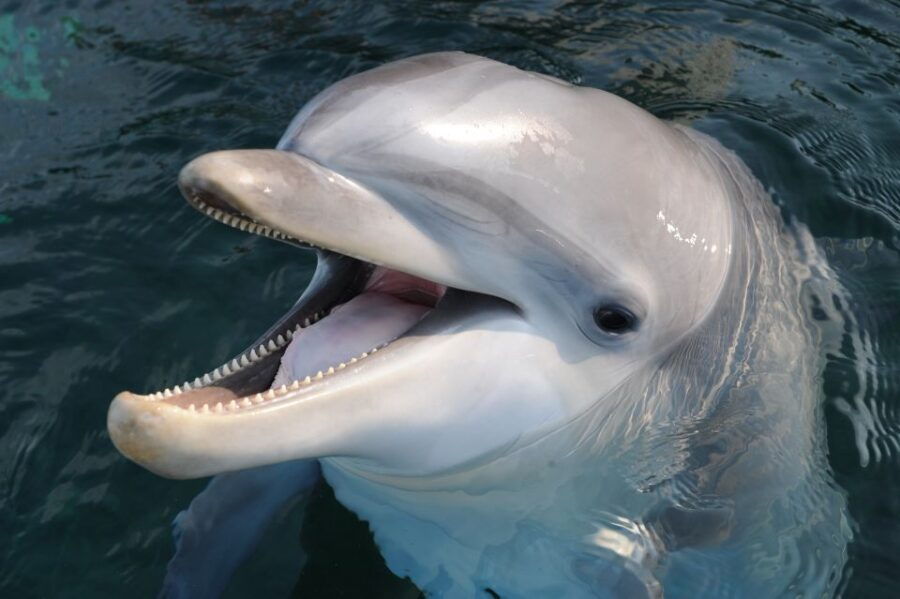 Genoa: Aquarium of Genoa & City of Children and Youth Ticket - Good To Know