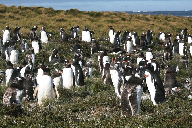 Gentoo Penguins at Berthas Beach Guided Tour From Stanley - Good To Know