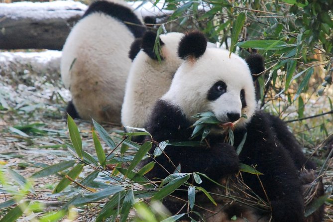 Giant Panda and Buddha 1 Day Tour