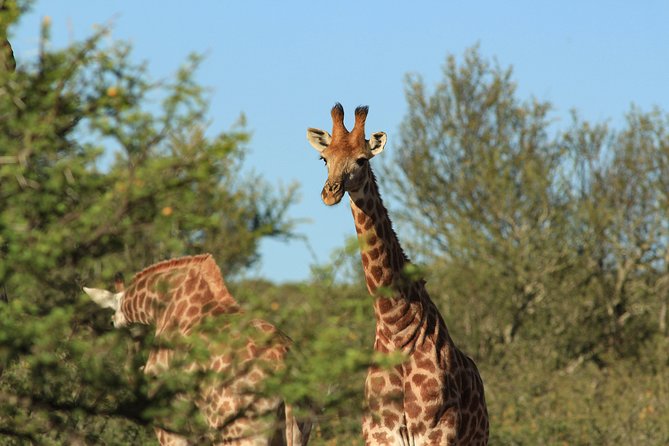 Giraffe Walk