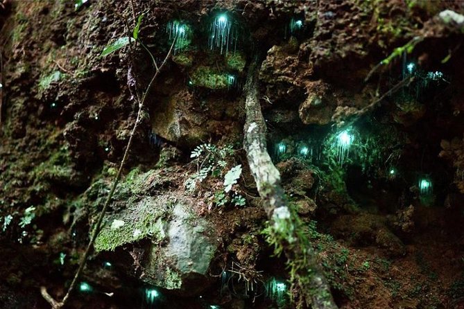 Glow Worm Evening Eco-Adventure From the Gold Coast - Experience Details