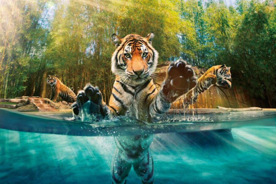 Gold Coast: Australia Zoo Ticket and Roundtrip Transfer - Good To Know