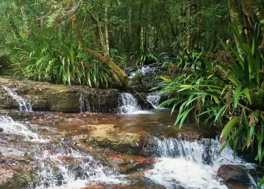 Gold Coast: Glow Worms Nocturnal Rainforest & Waterfall Walk