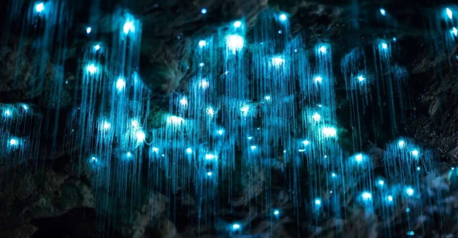 Gold Coast: Hop on Hop off Tour – Glow Worm Caves – Daytime