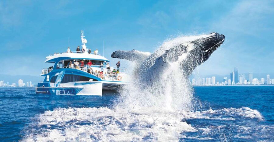 Gold Coast: Premium Whale Watching Cruise With Naturalist