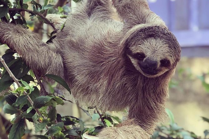 Goodmans Tour to the Sanctuary of Rescued Wild Animals