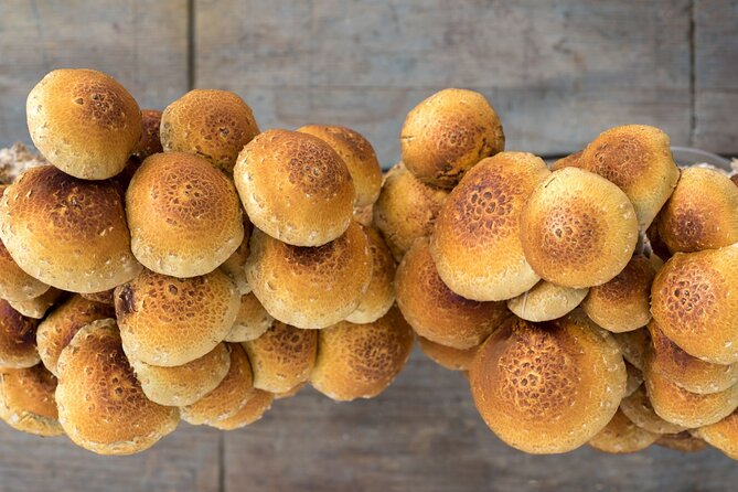 Gourmet Mushroom Farm Tour in Tennessee