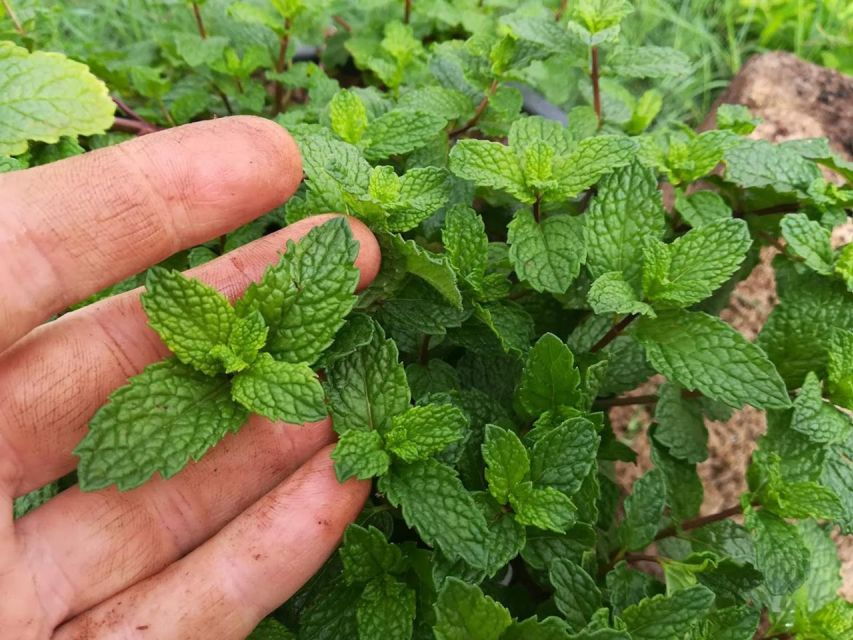 Gran Canaria: Green Witchcraft in the Magic Island - Good To Know