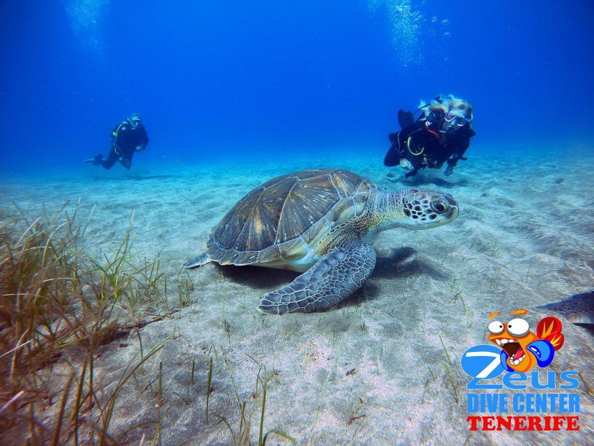 Gran Canaria Scuba Diving for Certified Divers