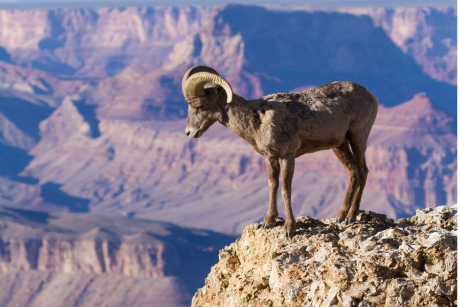 Grand Canyon South Rim: Self-Guided Tour - Good To Know
