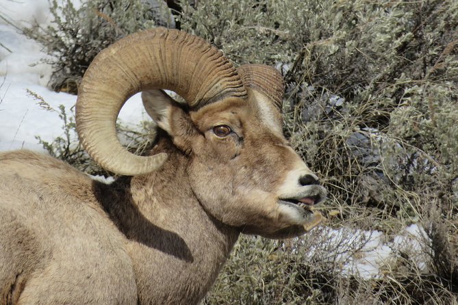 Grand Teton Park & Jackson Hole – PRIVATE Morning Wildlife Tour