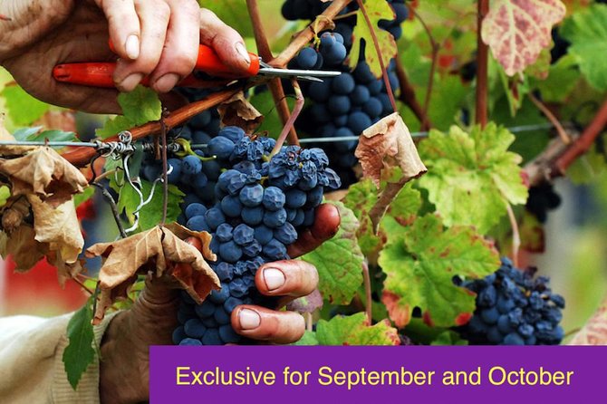 Grape Stomping and Harvest Experience: Wine & Tasting Tour Rome - Good To Know
