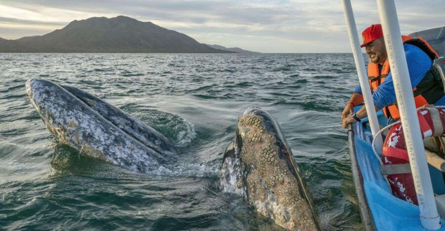 Gray Whale Watching in Puerto Chale. - Good To Know