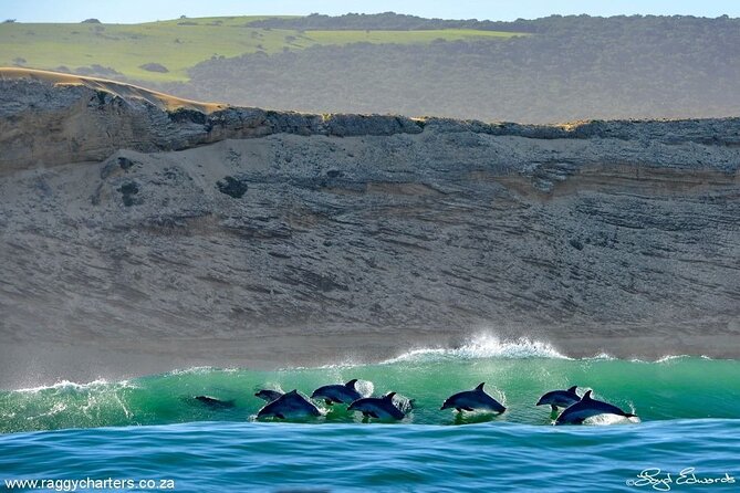 Great White, Whales, Dolphins, 10 Hour Discovery South Africa