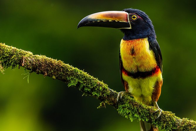 Guanacaste Private Crater and Rain Forest Tour (Feb )