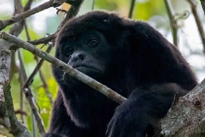 Guayaquil to Manglares Churute and Cacao Route Tour (Feb ) - Good To Know