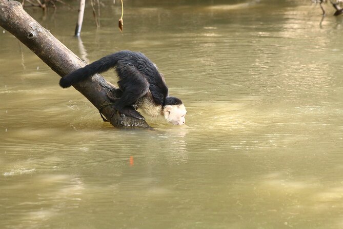 Guided Boat Tour and Lunch in Ortega - Guanacaste and Northwest
