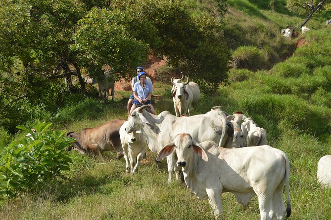 Guided Horseback Riding Excursion in Manuel Antonio - Quepos