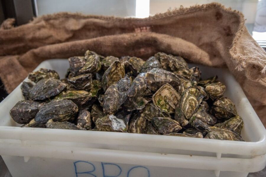 Guided Oyster Tasting