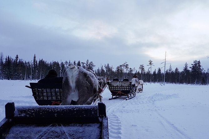 Guided Reindeer Farm Visit and One Hour Sledge Safari - Good To Know