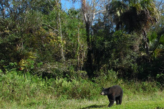 2 Best Safari Tours In Naples