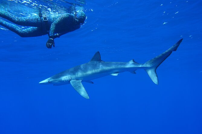 Guided Swimming Experience With Sharks in Portugal