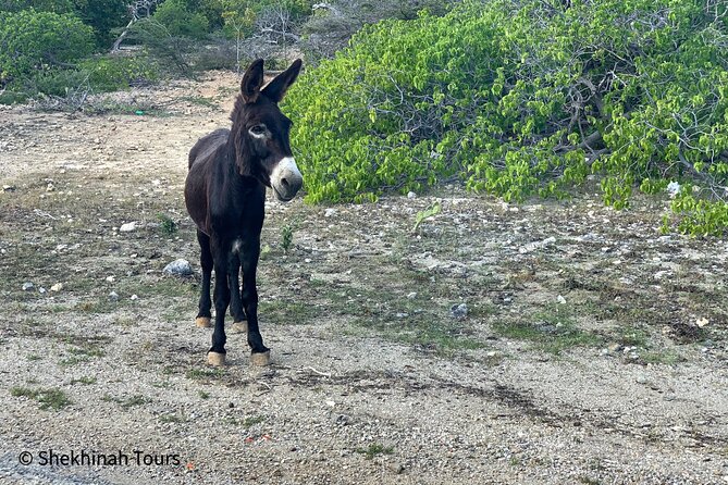 Guided Tour in Kralendijk - Bonaire