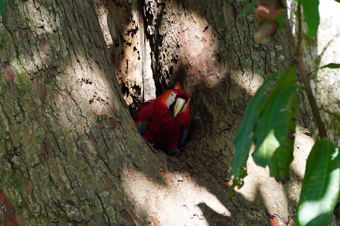 Guided Visit to Carara National Park (Ticket Included) - Good To Know
