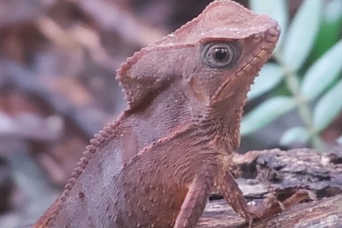 Guided Visit to Manuel Antonio National Park