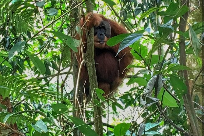 Gunung Leuser National Park Overnight Jungle Trekking  - Medan - Good To Know