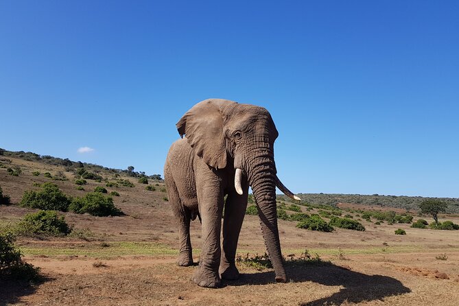 Half Day Addo Elephant National Park Safari - Good To Know