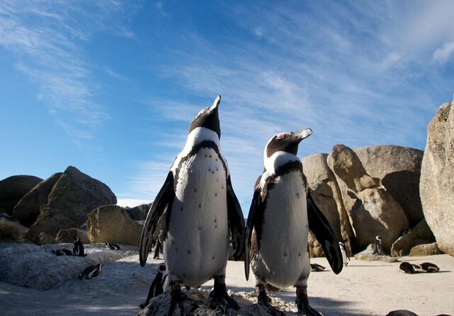 Half Day African Penguin Tour - Good To Know